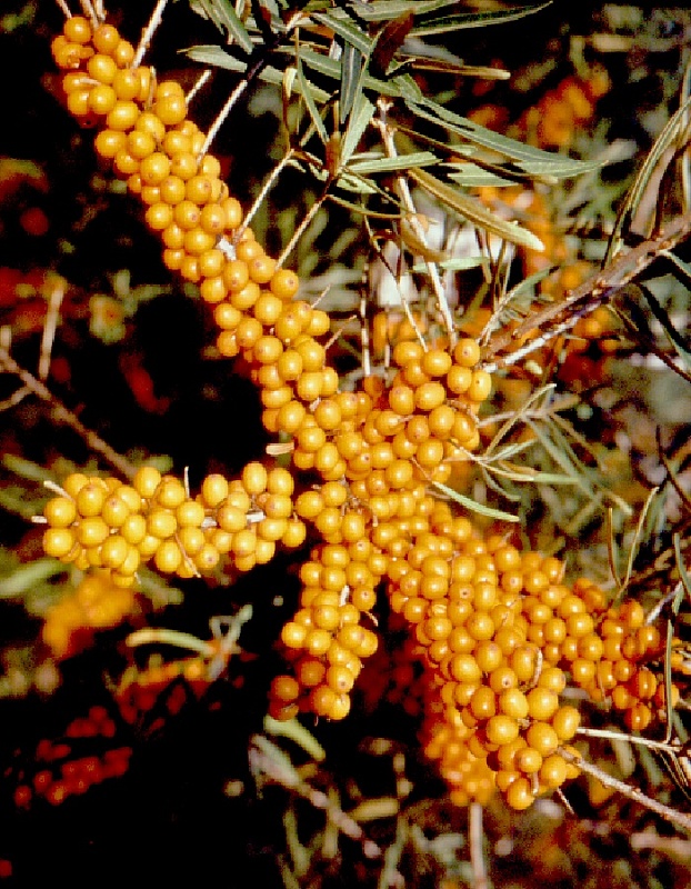 Облепиха Эрго