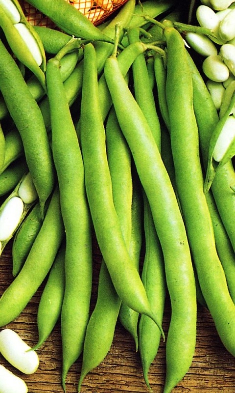 Фасоль овощная Московская белая зеленостручная 556 (УД) 10 шт цв.п