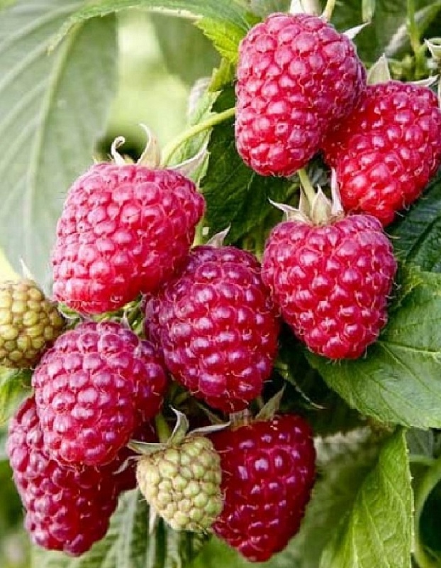 Малина штамбовая Сказка 