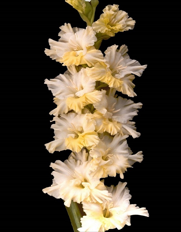 Гладиолус Солнечный Танец 1 уп. (3 шт.)