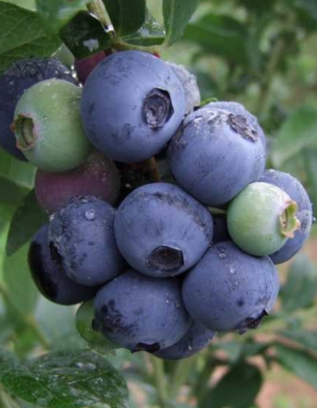 Голубика высокорослая Бонифаций 1 шт 