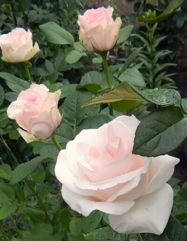 Роза чайно-гибридная Океан Клер 