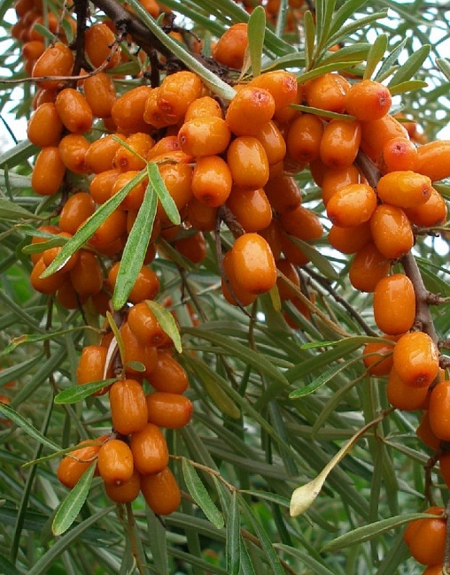 Облепиха Иня 