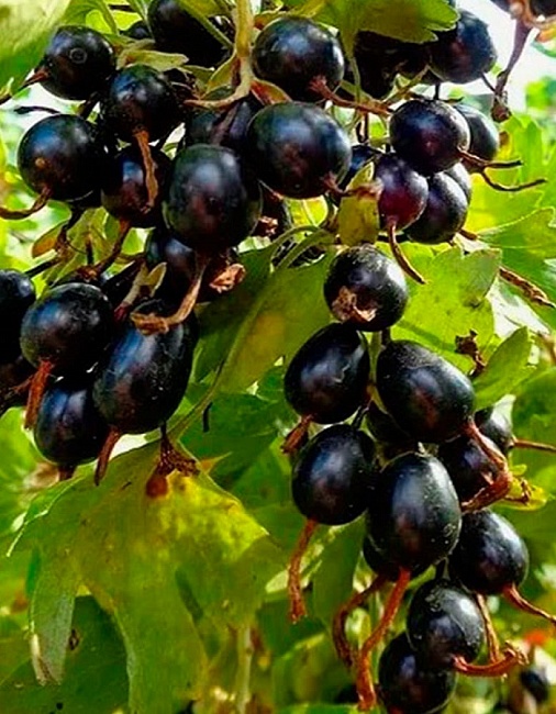 Смородина золотистая Лёвушка 