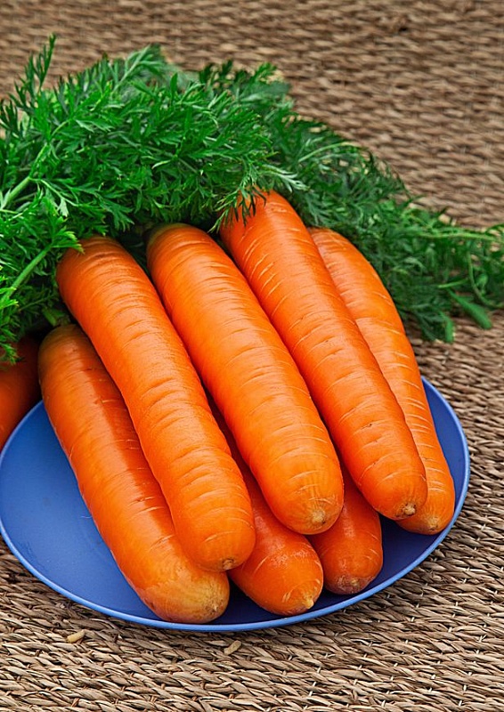 Морковь Нантская улучшенная (УД) (ГЕЛЕВОЕ ДРАЖЕ) 250 шт цв.п.