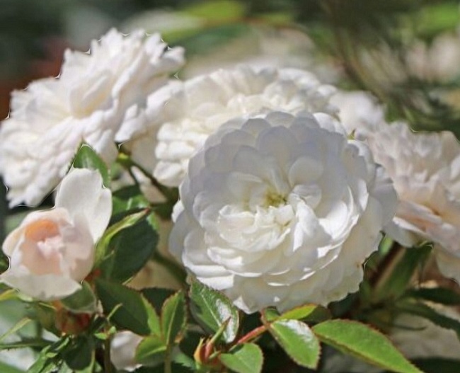 Роза плетистая Старлет Роуз Алина