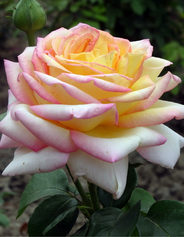 Роза чайно-гибридная Глория Дей 