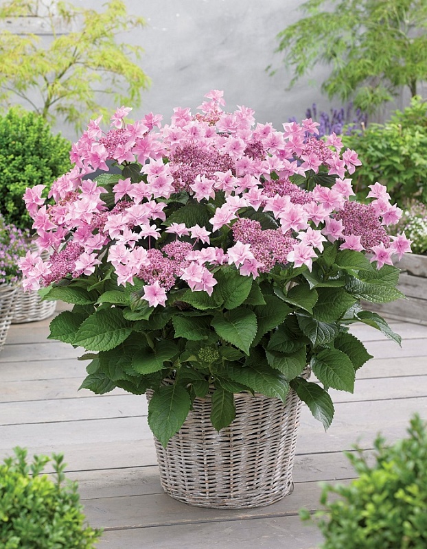 Гортензия крупнолистная Доппио Роза ASF 1 шт Р9