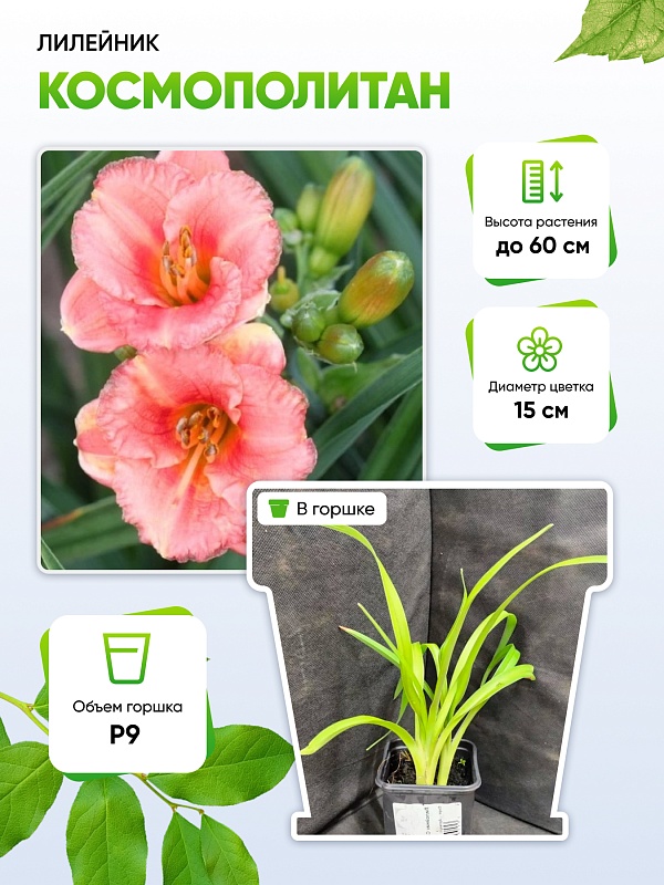 Лилейник Космополитан 1 шт Р9
