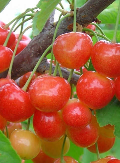 Черешня Фатеж