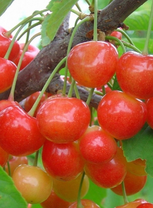 Черешня Фатеж