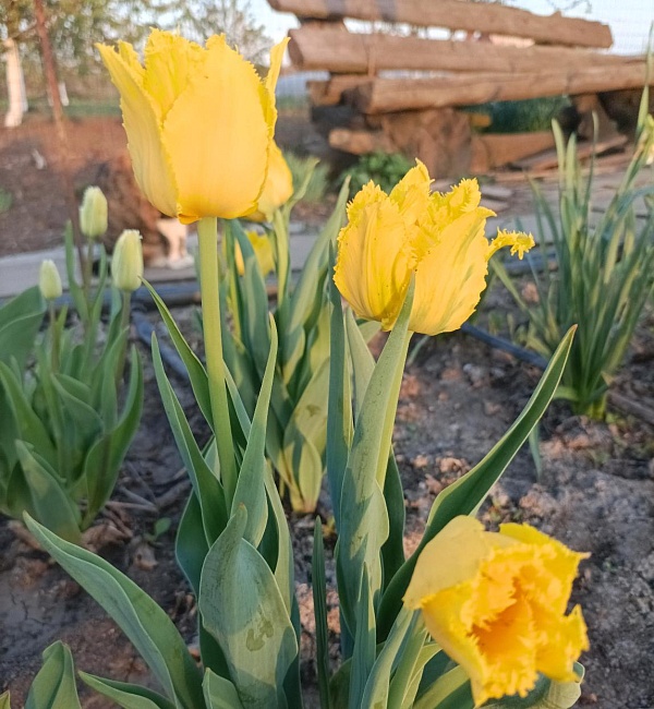 Тюльпан Мон Амур 1 уп. (3шт.)