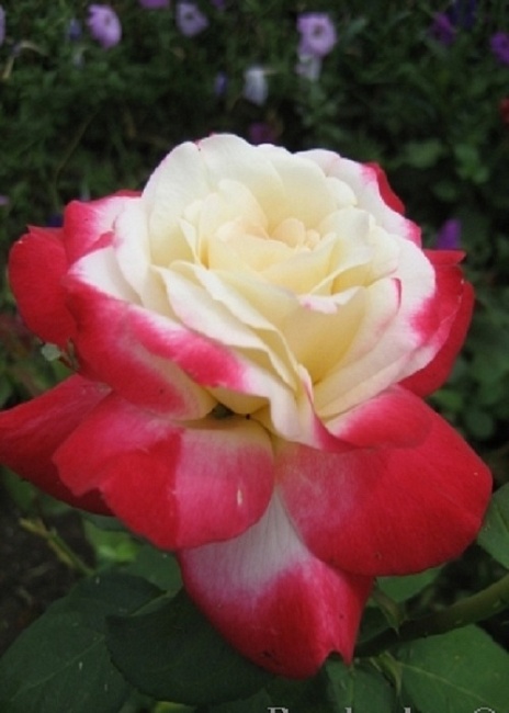 Роза чайно-гибридная Двойное удовольствие 1 шт