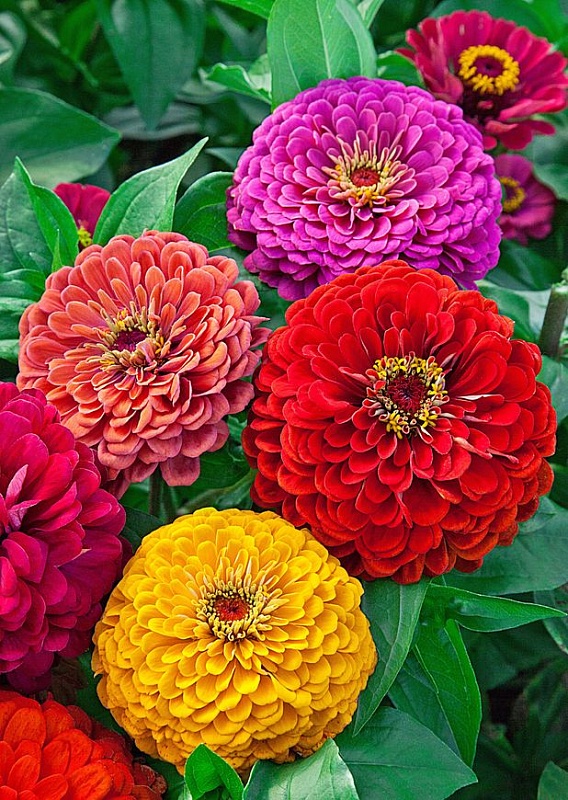 Цинния Калифорнийские гиганты 0,5гр