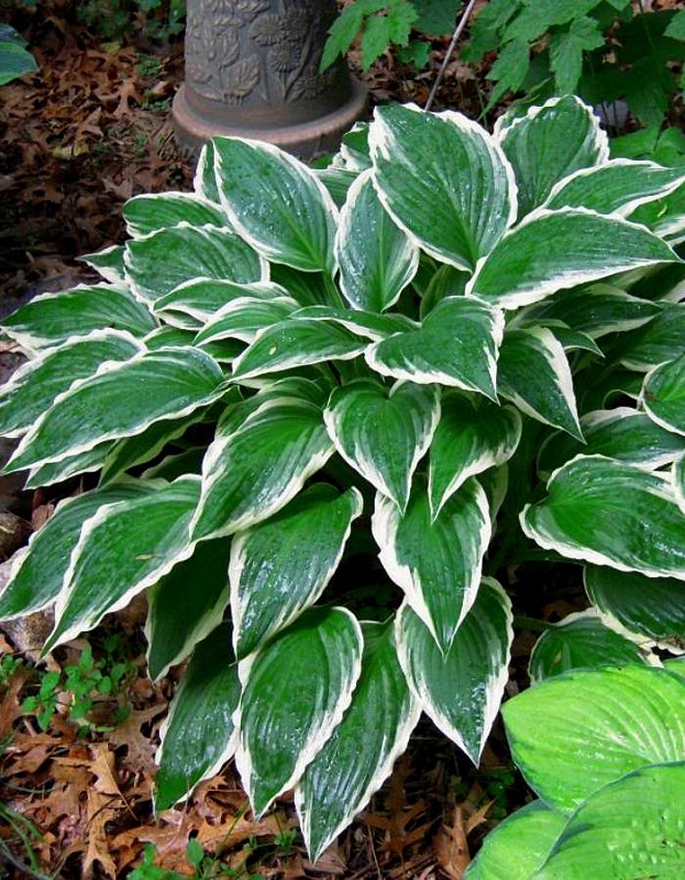 Хоста Альбомаргината 