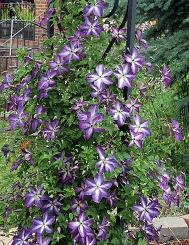 Клематис Веноза Виолацея 1 шт Р9