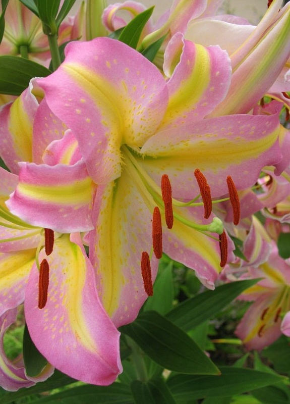 Лилия Экзотика 