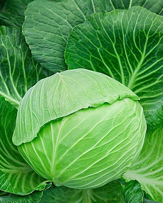 Капуста белокочанная Рамко F1 10 шт. ц.п.