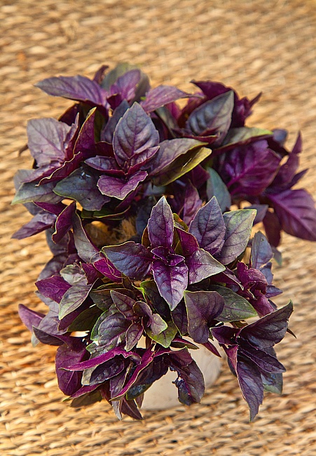 Базилик овощной Арарат Фиолетовый 0,5 гр  цв.п. КЭШБЭК 25%