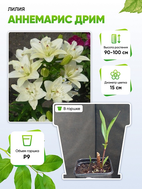 Лилия Аннемарис Дрим 1 шт Р9
