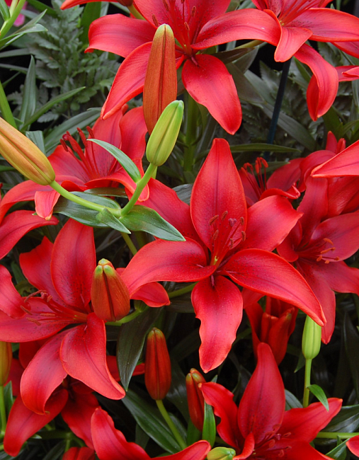 Лилия Ред Хайленд 