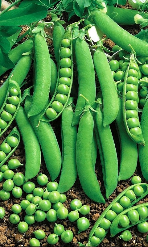 Горох Русский деликатес-сахарный (УД) 8 гр цв.п