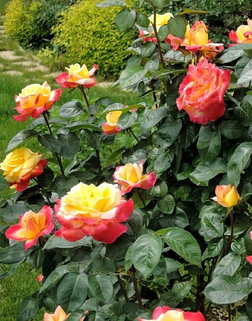 Роза чайно-гибридная Пульман Ориент Экспресс 