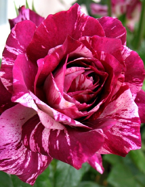 Роза флорибунда Пурпурный Тигр 1 шт