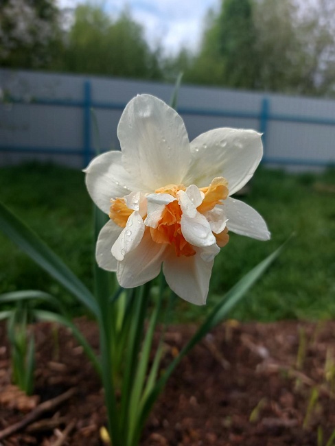 Нарцисс Реплит 1 уп.(2 шт.) 