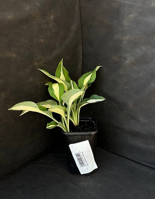 Хоста Бизнес 