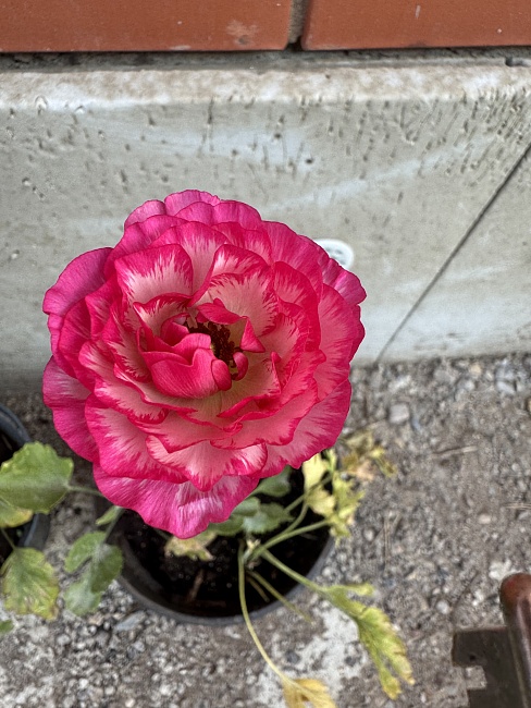 Ранункулюс Пикоти Розовый 1 уп.  (5 шт.)