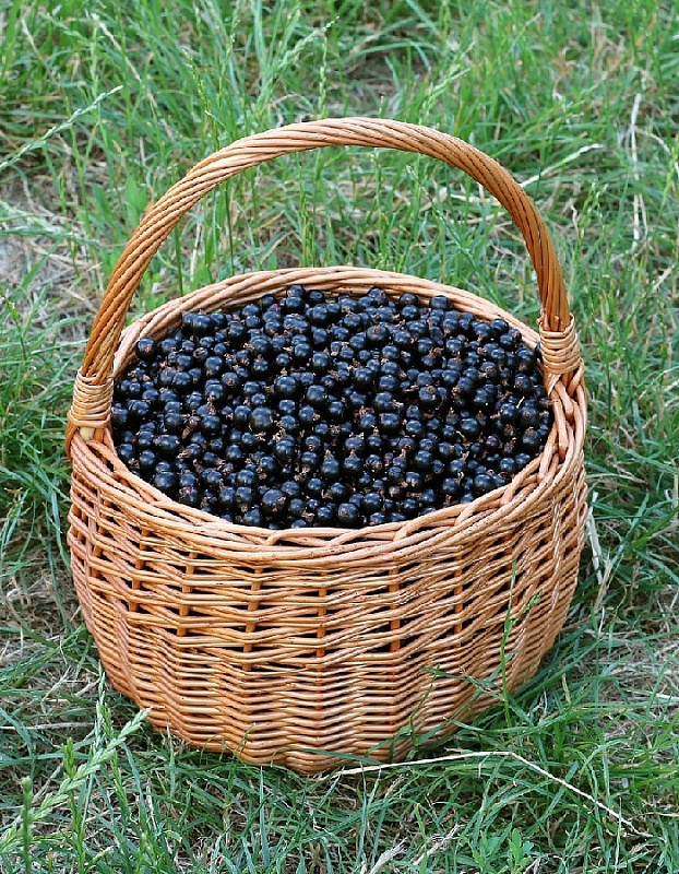 Смородина черная Нара