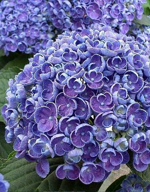 Гортензия крупнолистная Ховария Хопкорн ASF 1 шт Р9