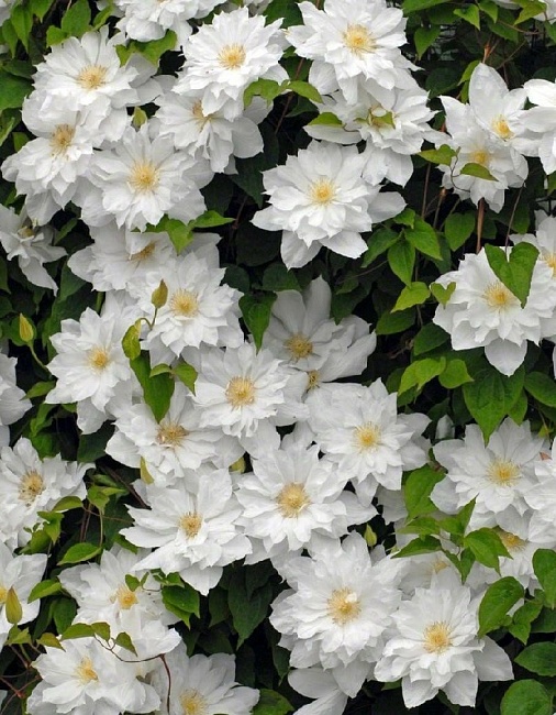 Клематис Халина Нолл 