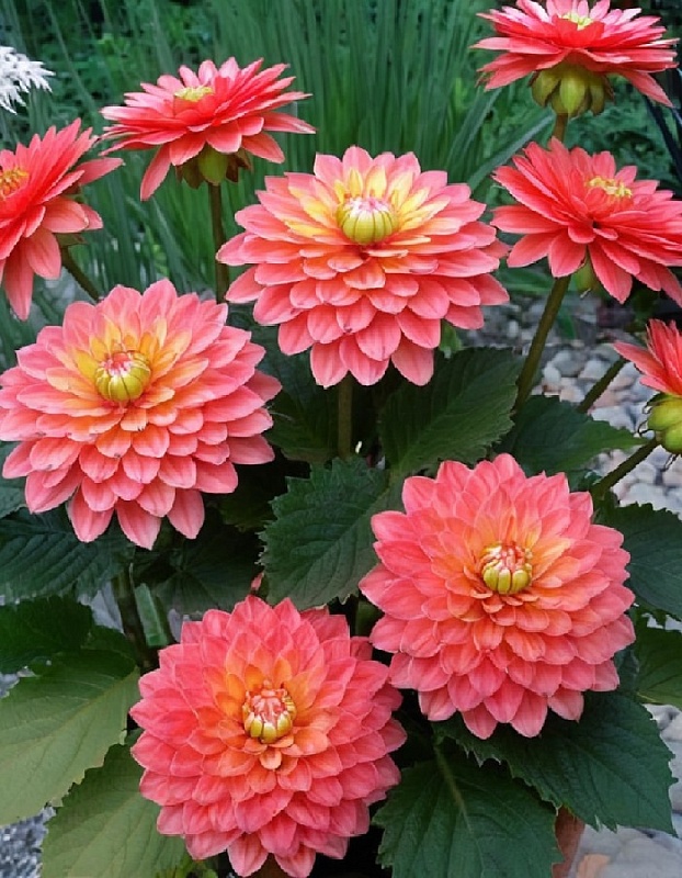 Георгина Мелоди Аллегро 1 шт 