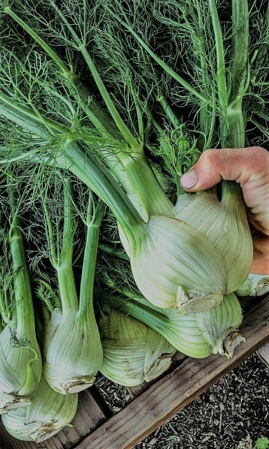 Фенхель Сопрано (УД) 0,5 гр цв.п.