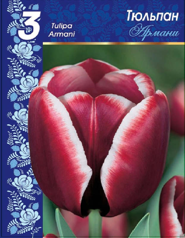 Тюльпан Армани 1 уп. (3шт.) 