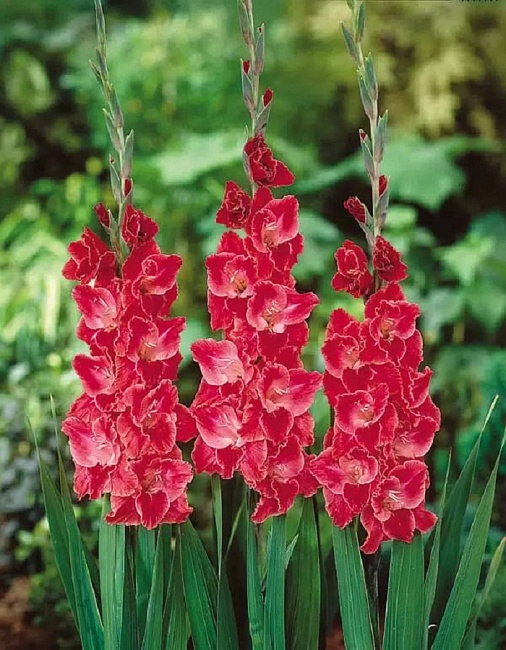 Гладиолус Афтер Шок 