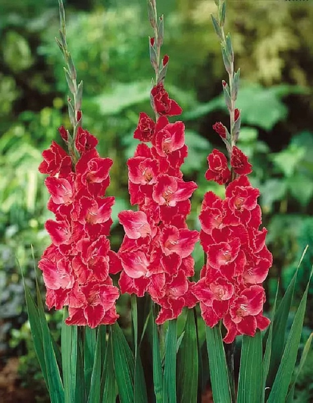 Гладиолус Афтер Шок 