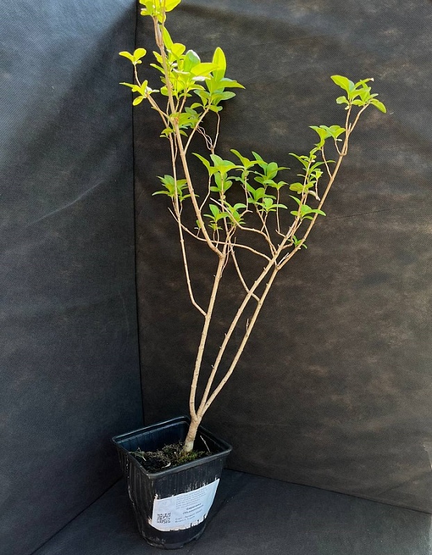 Бирючина Обыкновенная 1 шт Р9