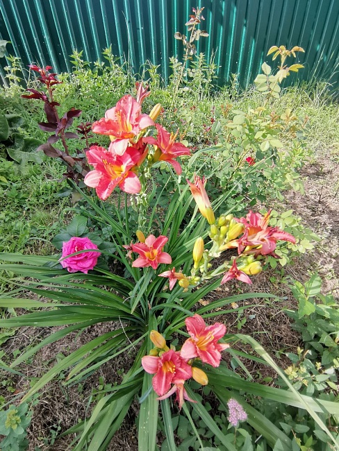 Лилейник Космополитан 