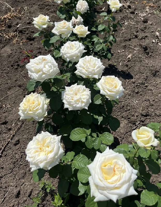 Роза японская Принцесса Майя 