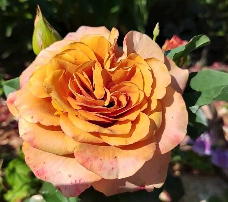 Роза чайно-гибридная Симбол 