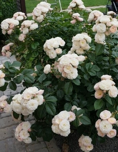 Роза мускусная Буке Парфе