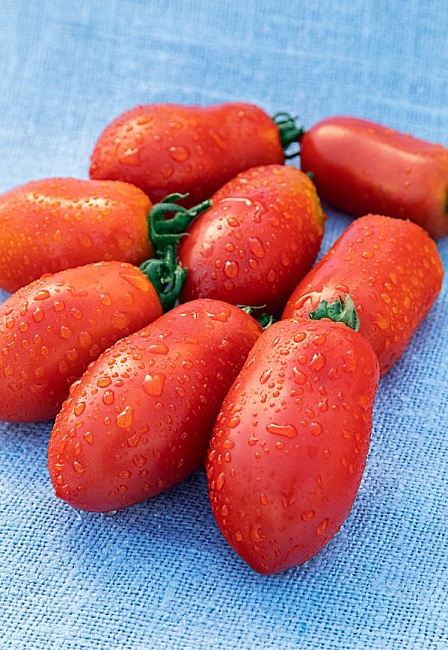 Томат Кубышка 0,05 г цв.п (Сибирская серия)