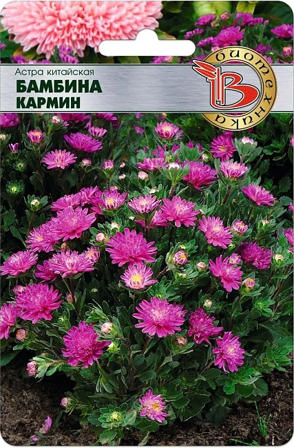 Астра Бамбина Кармин 20 шт