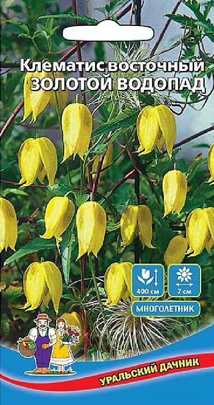 Клематис восточный Золотой Водопад (УД) цв.п.12 шт 