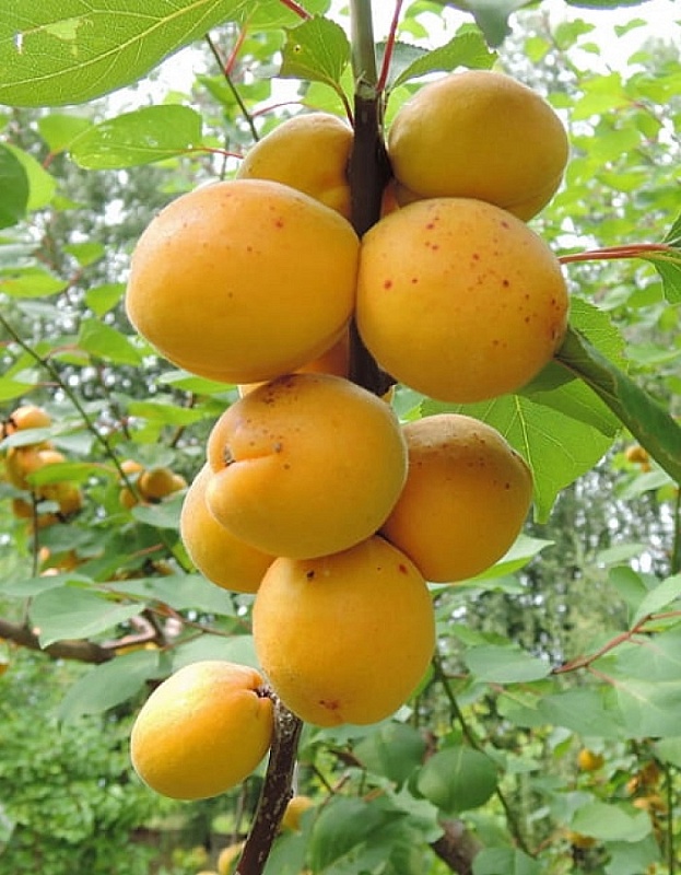 Абрикос Десертный 