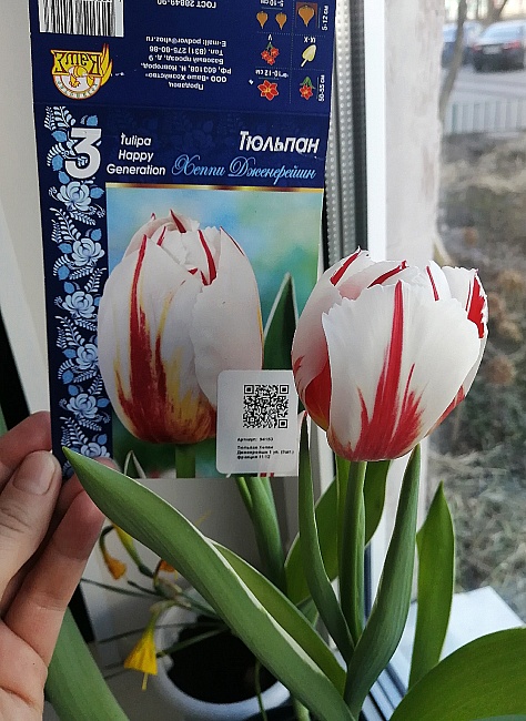 Тюльпан Хеппи Дженерейшн 1 уп. (3шт.) 