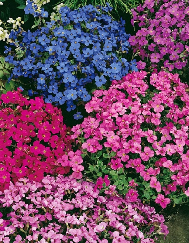 Обриета Гранд каскад, смесь сортов (Аэлита) 0,05 гр цв п